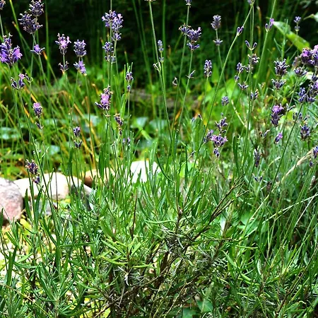 Frühstückspension Bed&Breakfast Uelsen *